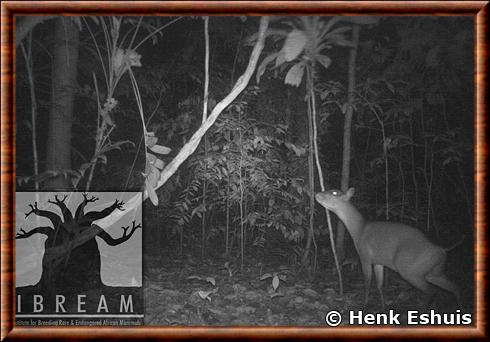 Brooke's Duiker Cephalophus brookei.jpg