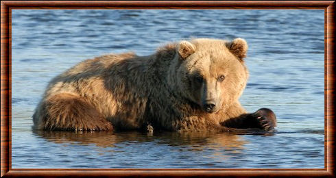 Brown bear