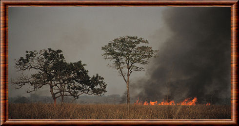 Brûlage à Kaziranga