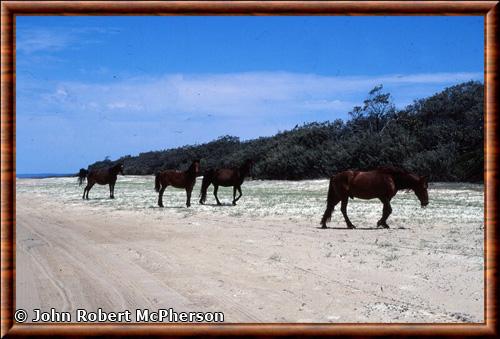 Brumby au parc national Great Sandy