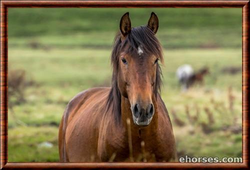 Brumby portrait