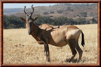 Bubale caama (Alcelaphus caama)