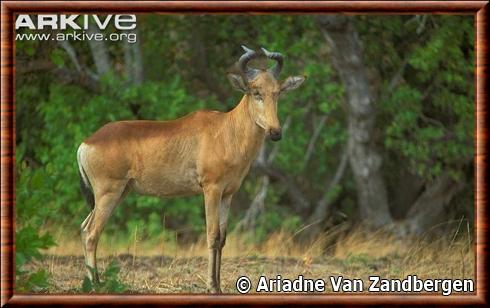 Bubale de Lichtenstein (Alcelaphus lichtensteinii)