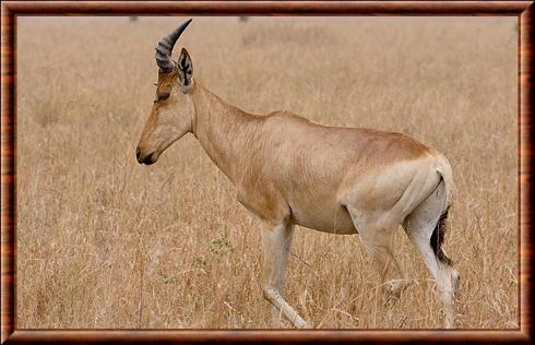 bubale roux Serengeti