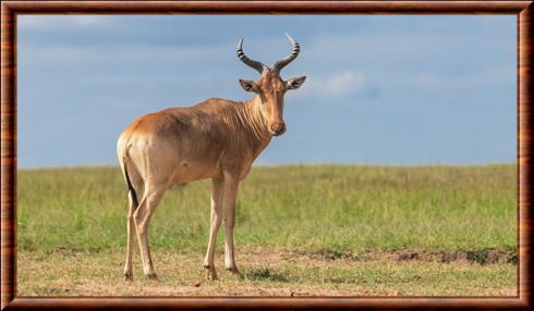 Bubale roux (Alcelaphus buselaphus)