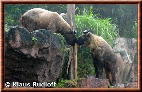 Takin de Mishmi (Budorcas taxicolor taxicolor)