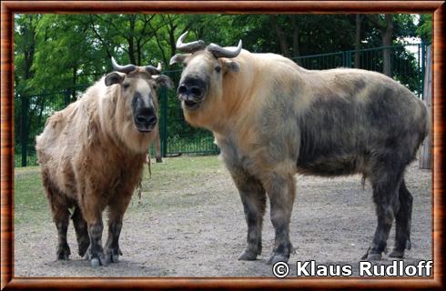 Takin du Sichuan (Budorcas taxicolor tibetana)