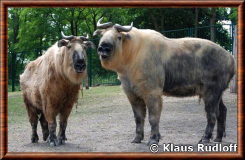 Takin du Sichuan (Budorcas taxicolor tibetana)