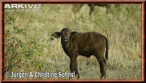 buffle d'Afrique juvenile