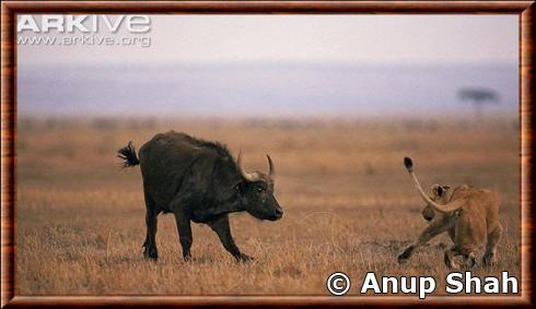 buffle d'Afrique vs lion