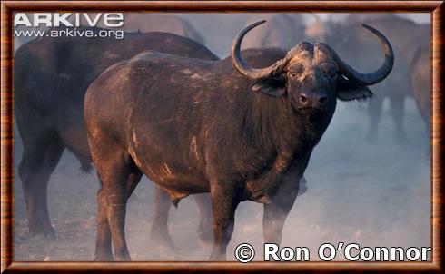 Buffle d'Afrique (Syncerus caffer)