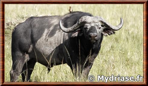 Buffle du Cap (Syncerus caffer caffer)