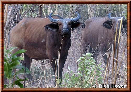 Buffle equinoxial (Syncerus caffer aequinoctialis)