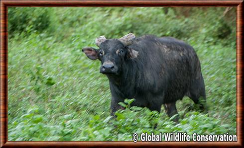 Buffle nain de Mindoro