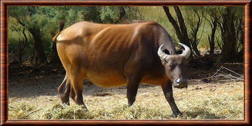 Buffle nain (Syncerus caffer nanus)