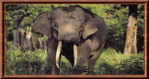 Éléphant de Sumatra