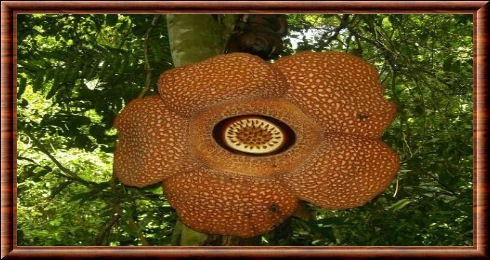 Rafflesia arnoldii