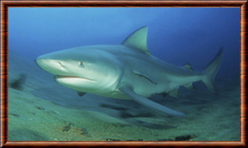 Bull shark