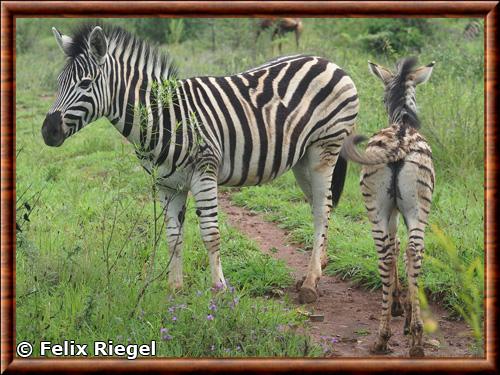 Burchells zebra Equus quagga burchellii