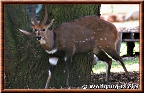 Bushbuck