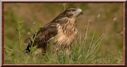 Buteo buteo