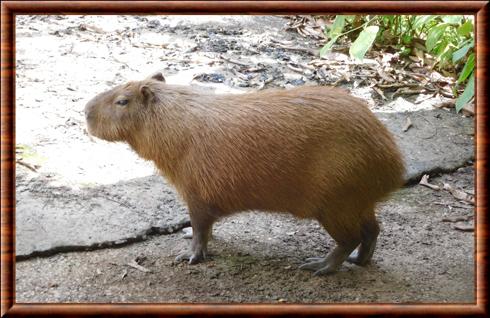 Cabiaï de Panama (Hydrochoerus isthmius)