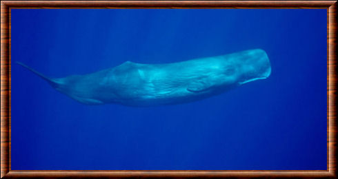 Grand cachalot (Physeter macrocephalus)