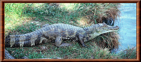 Caïman à lunettes (Caiman crocodilus)