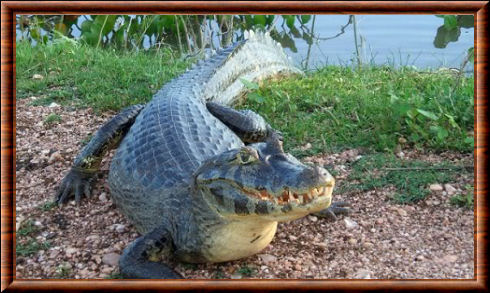 Caiman crocodilus