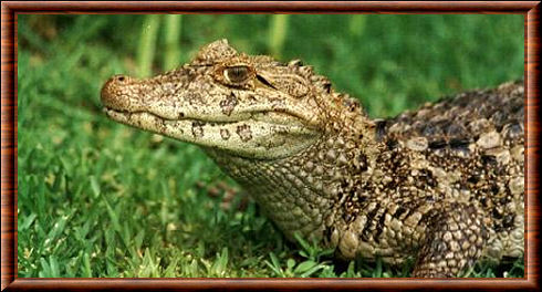 Caiman latirostris