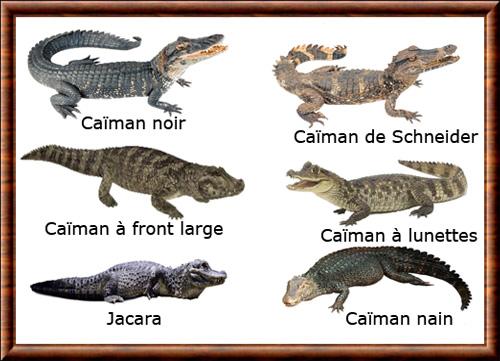 Caimans