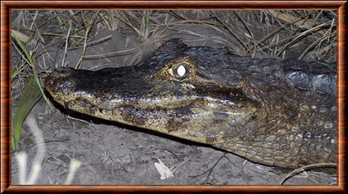 Caiman yacare