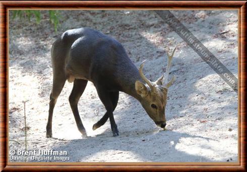 Calamian deer