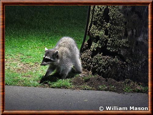 California raccoon