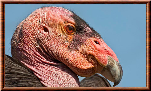 California Condor