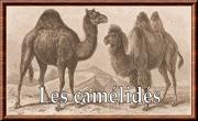 Camelidae 01