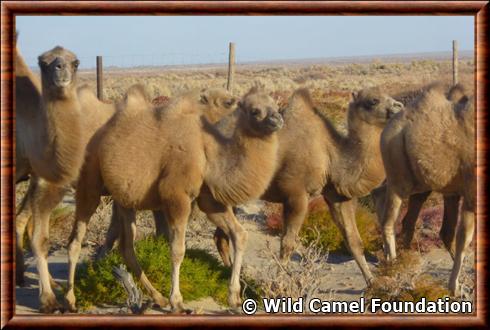 Camelus bactrianus ferus