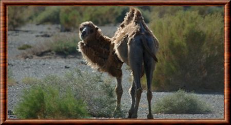 Camelus bactrianus ferus