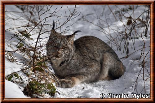 Canada lynx (Lynx canadensis)