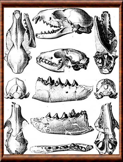 Canidae crane et dentition