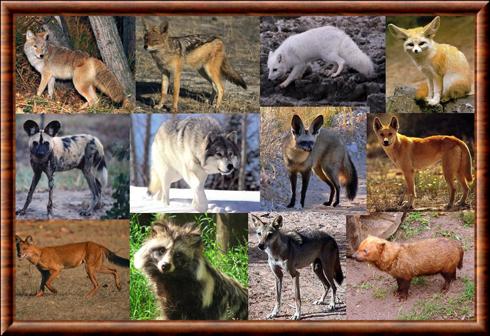 Canidae especes