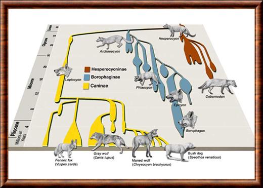 Canidae evolution.jpg