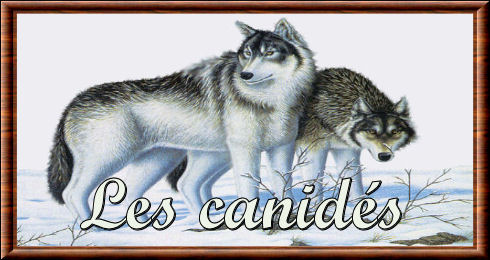 Canidae