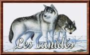 Canidé 01