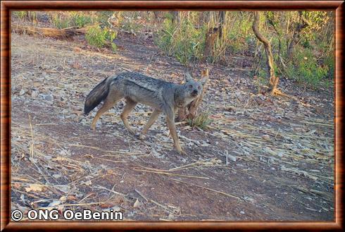 Canis adustus lateralis