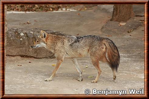 Chacal doré d'Indochine (Canis aureus cruesemanni)