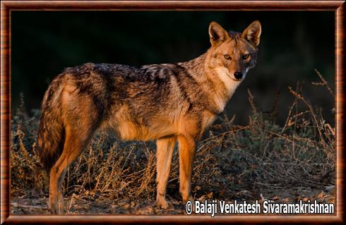 Chacal doré indien (Canis aureus indicus)