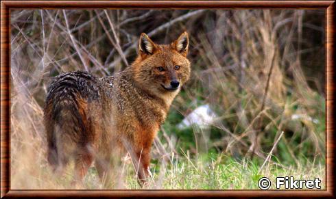 Chacal doré européen (Canis aureus moreoticus)