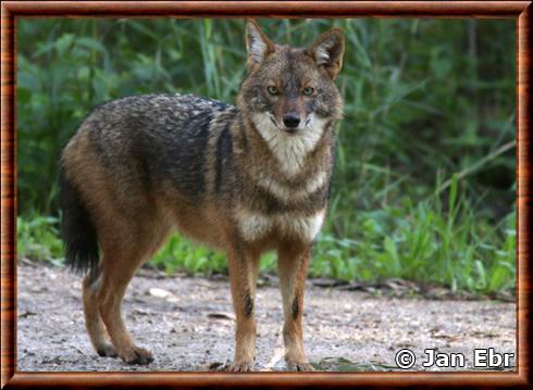 Chacal doré syrien (Canis aureus syriacus)