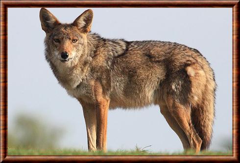 Coyote de Mearns (Canis latrans mearnsi)